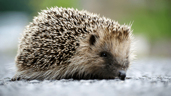 Hedgehog photo